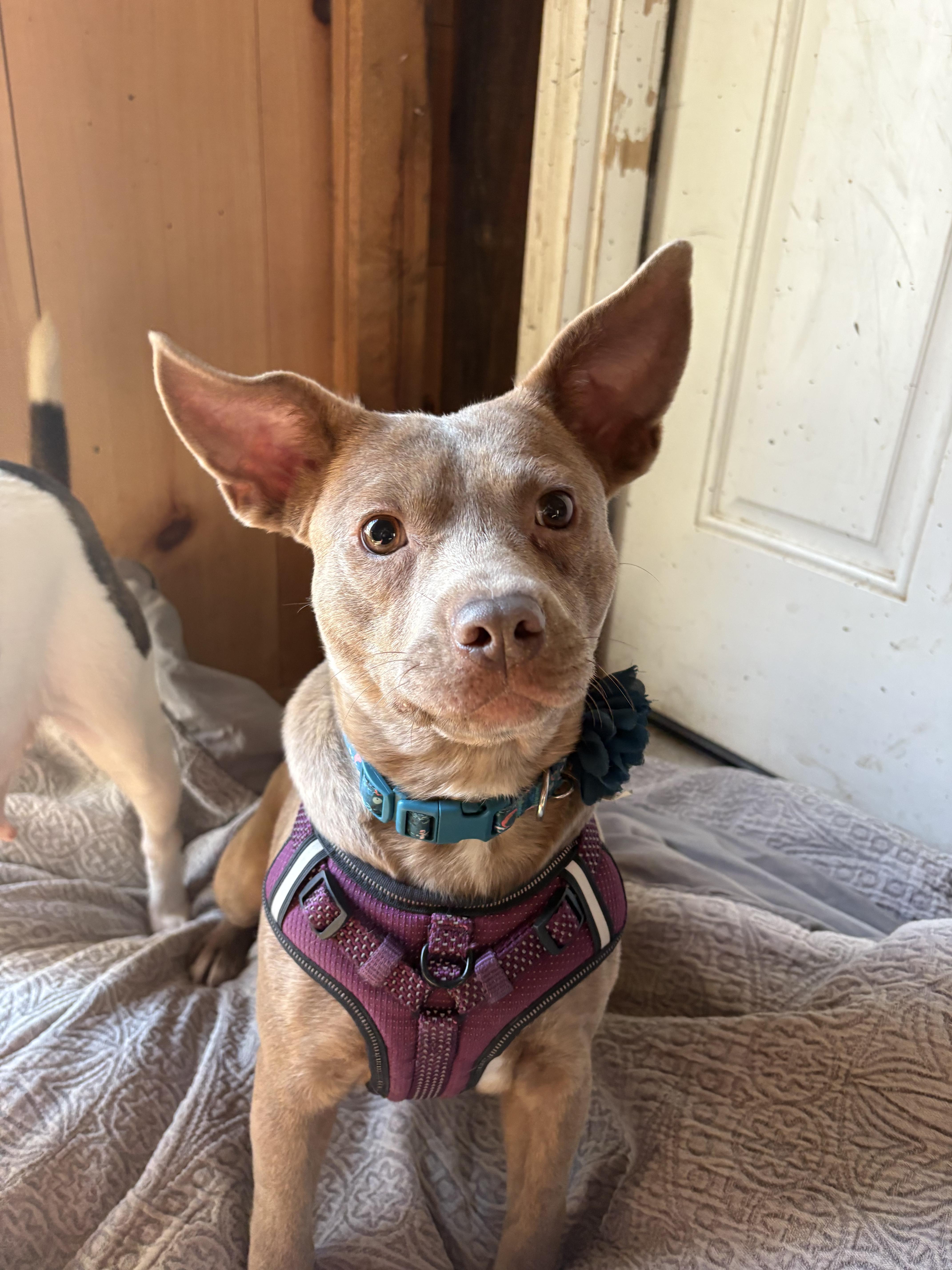 Tia, adopted, Young Female Chihuahua & Pit Bull Terrier.