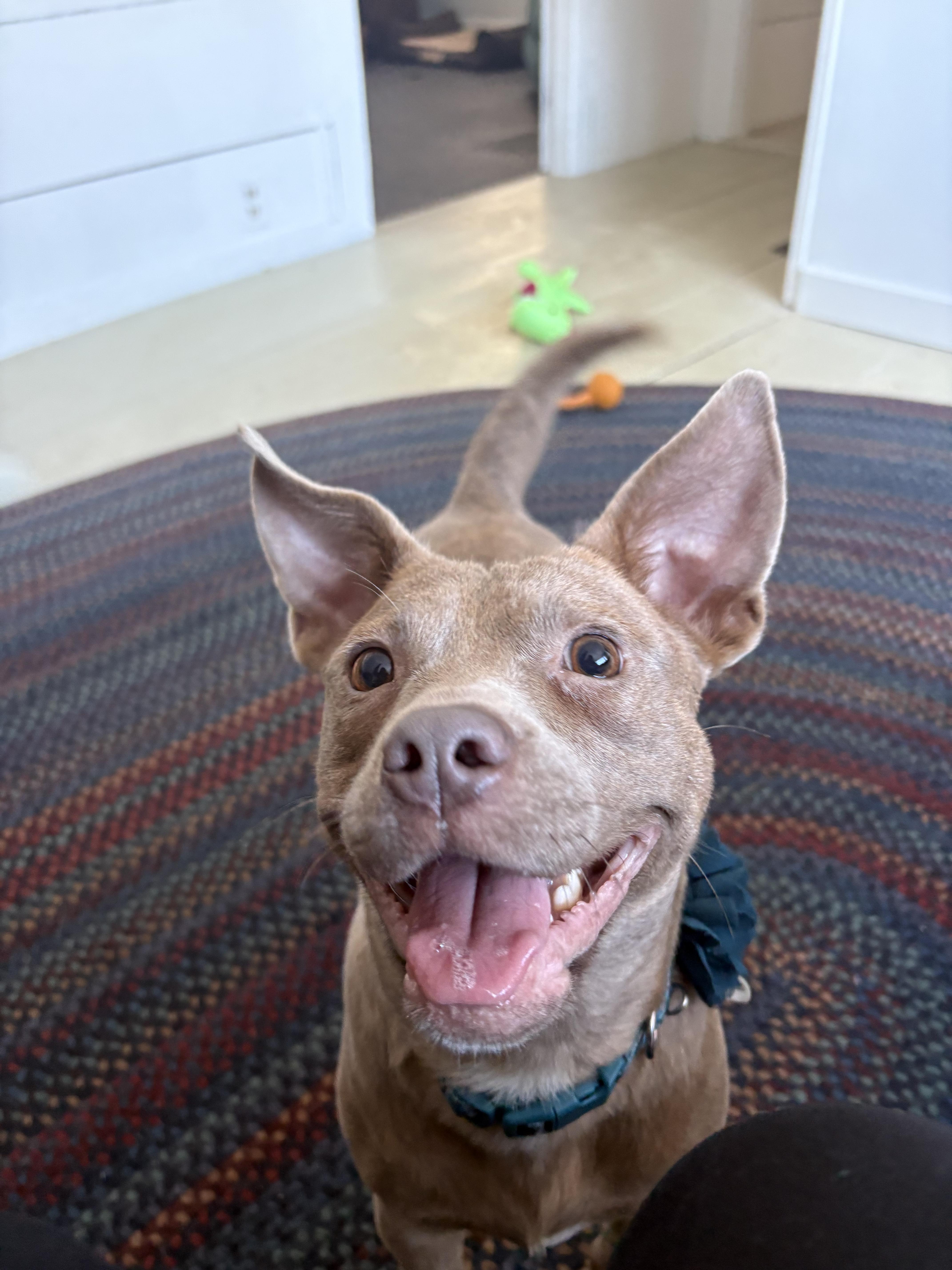 Tia, an adopted mixed breed in New Boston, NH image 2/6