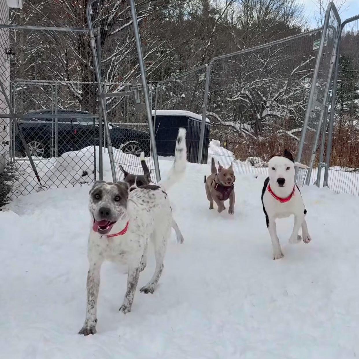 Tia, an adopted mixed breed in New Boston, NH image 3/6