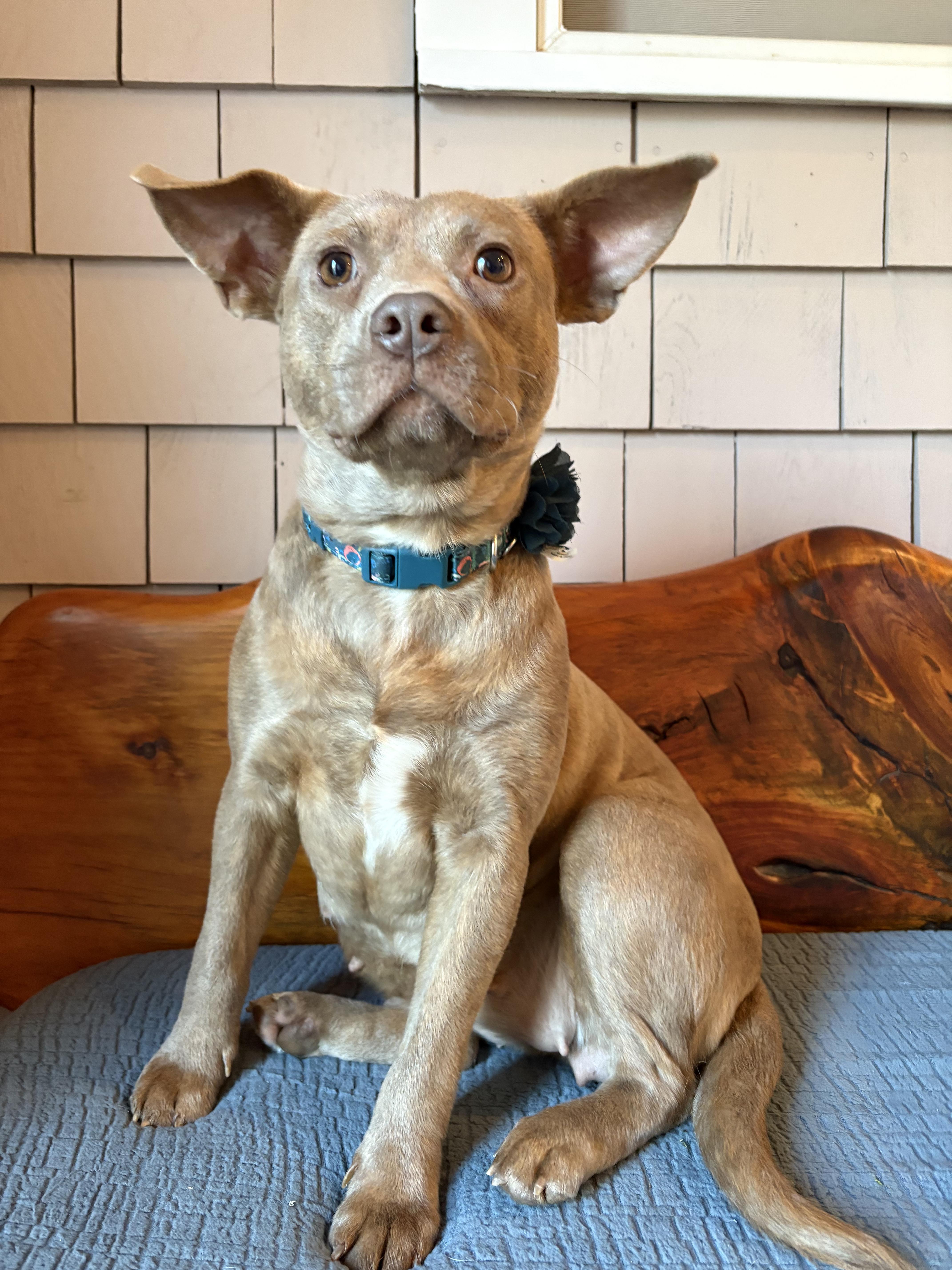 Tia, an adopted mixed breed in New Boston, NH image 4/6