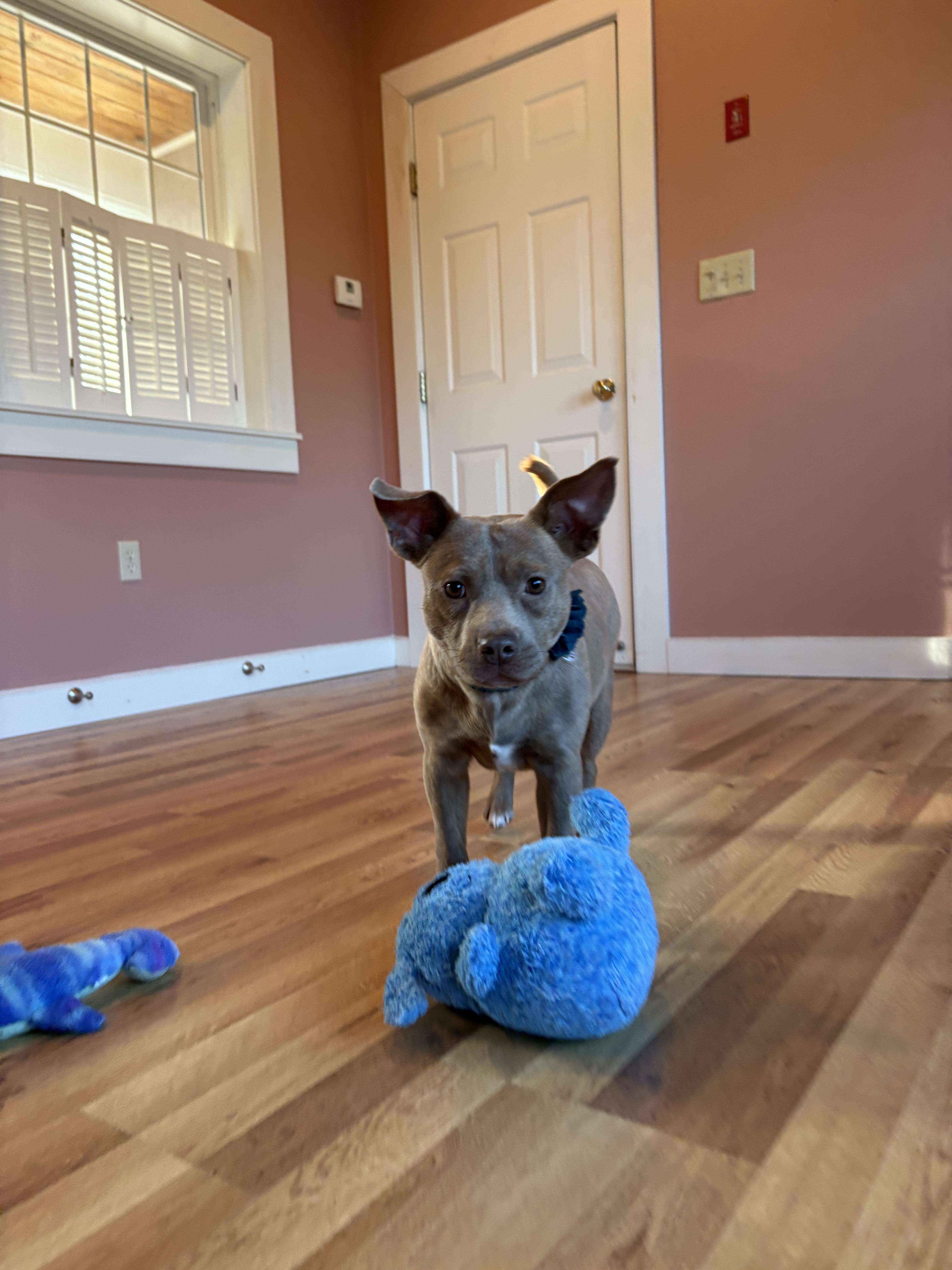 Tia, an adopted mixed breed in New Boston, NH image 6/6