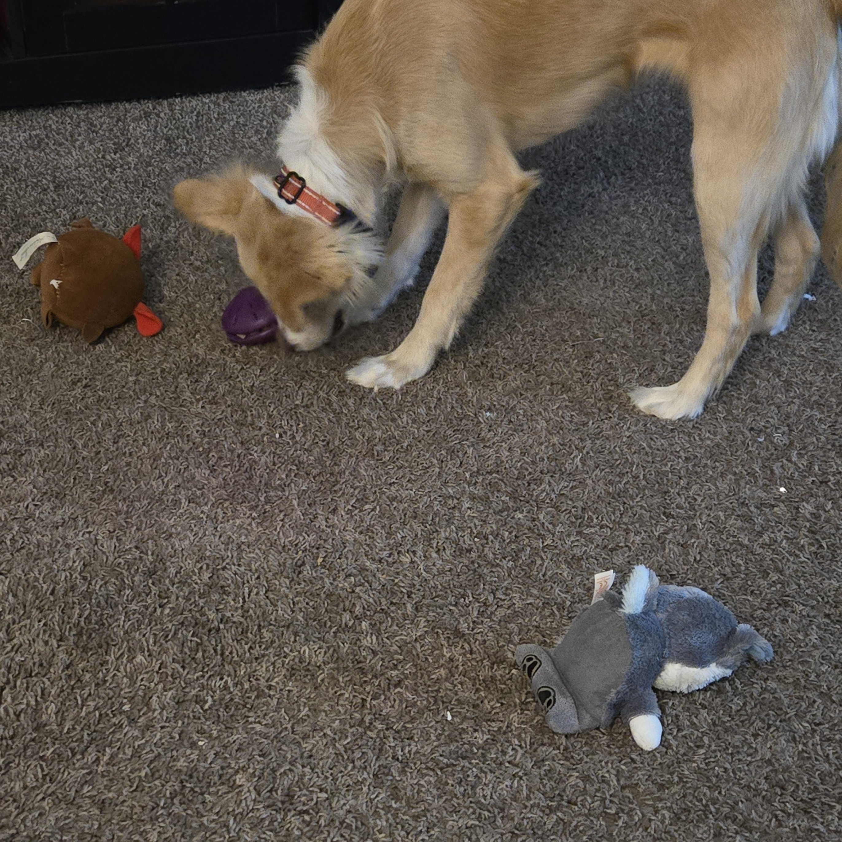 Enlarge Daisy ( 20 Pounds), a Adoptable mixed breed in Lake Geneva, WI image 3/4