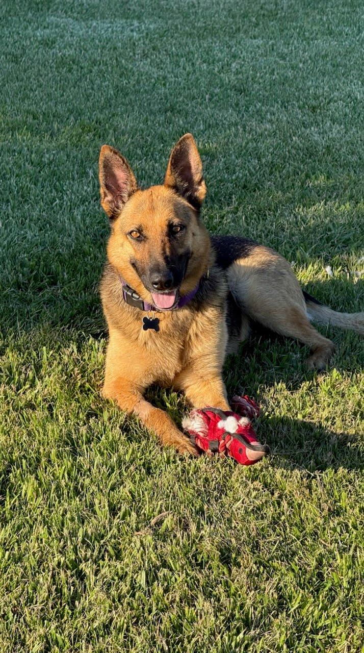 Gorgina, adopted, Young Female German Shepherd Dog.