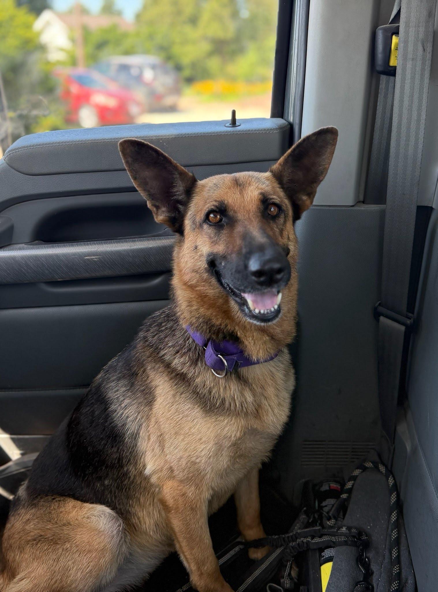 Enlarge Gorgina, an adopted German Shepherd Dog in Oswego, IL image 2/5