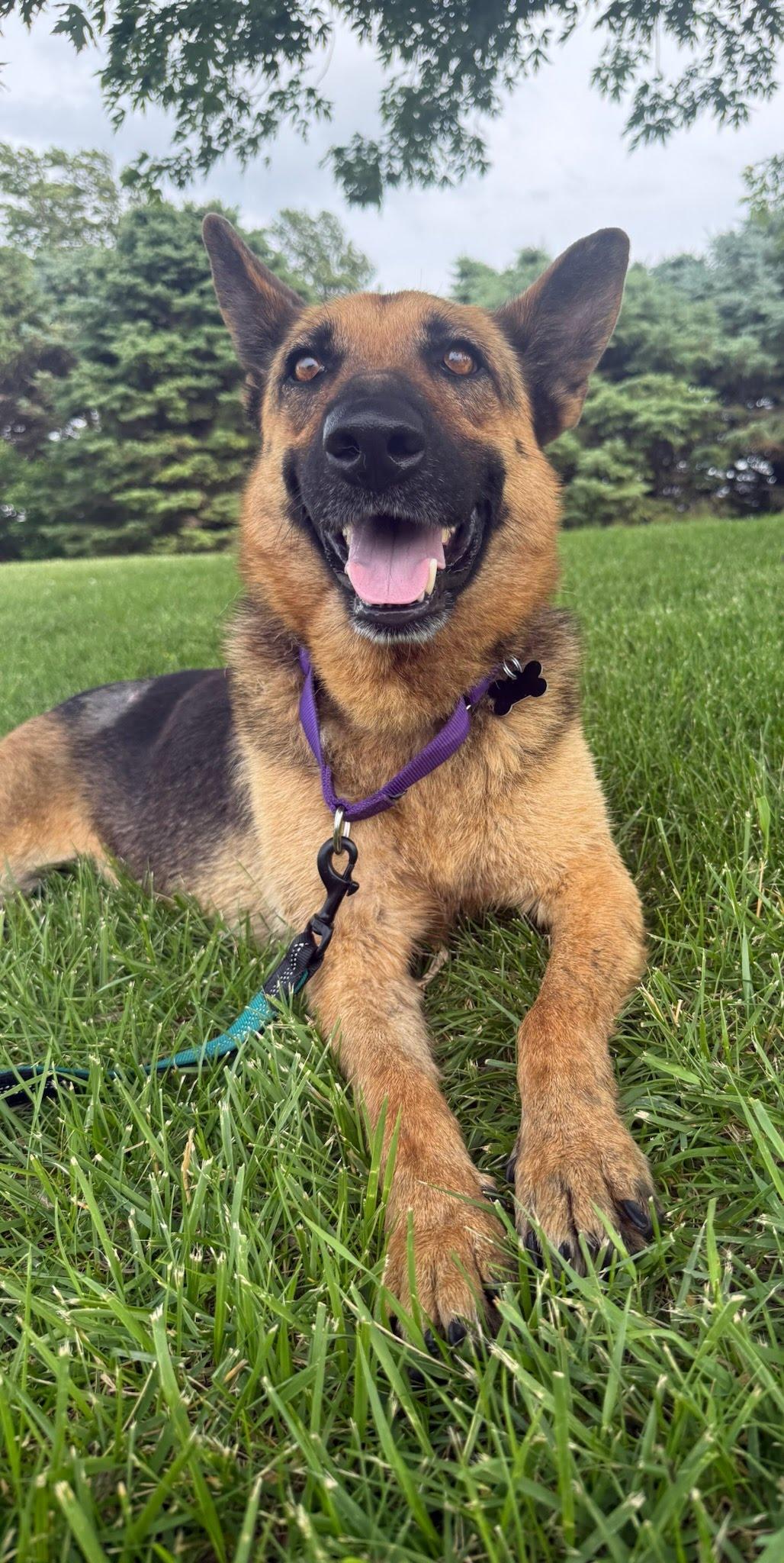 Enlarge Gorgina, an adopted German Shepherd Dog in Oswego, IL image 4/5