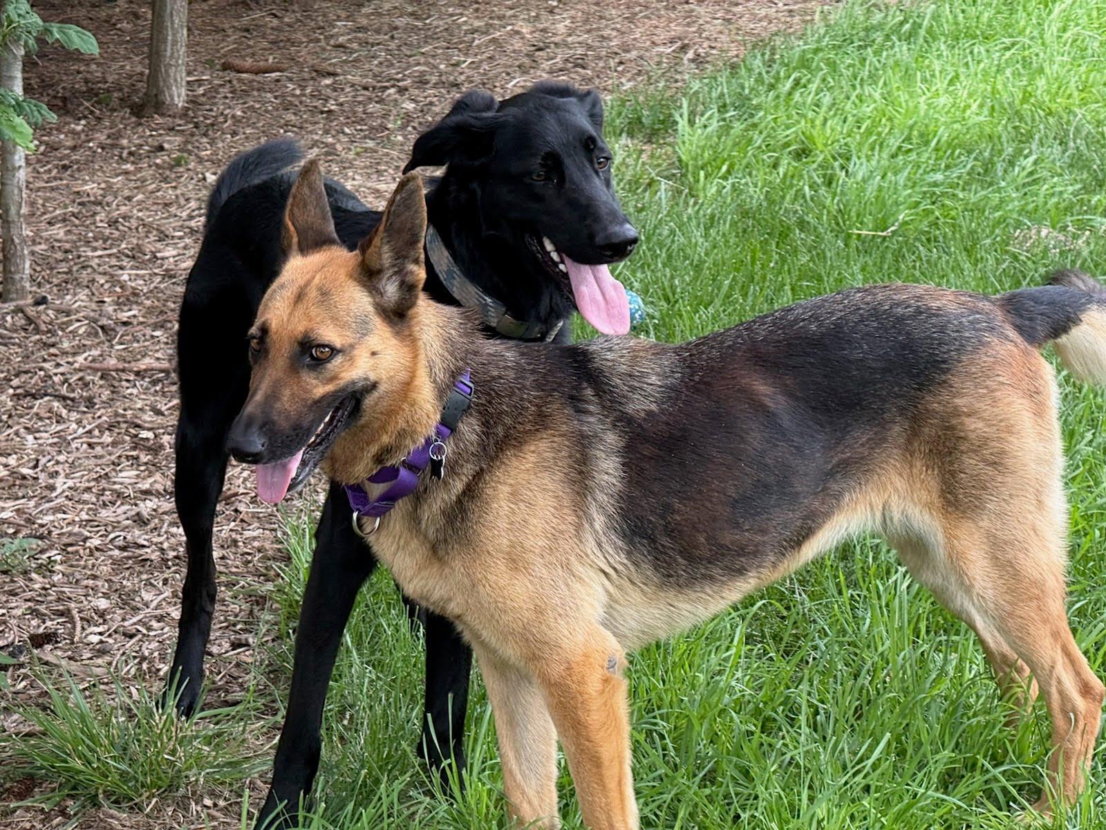 Enlarge Gorgina, an adopted German Shepherd Dog in Oswego, IL image 3/5