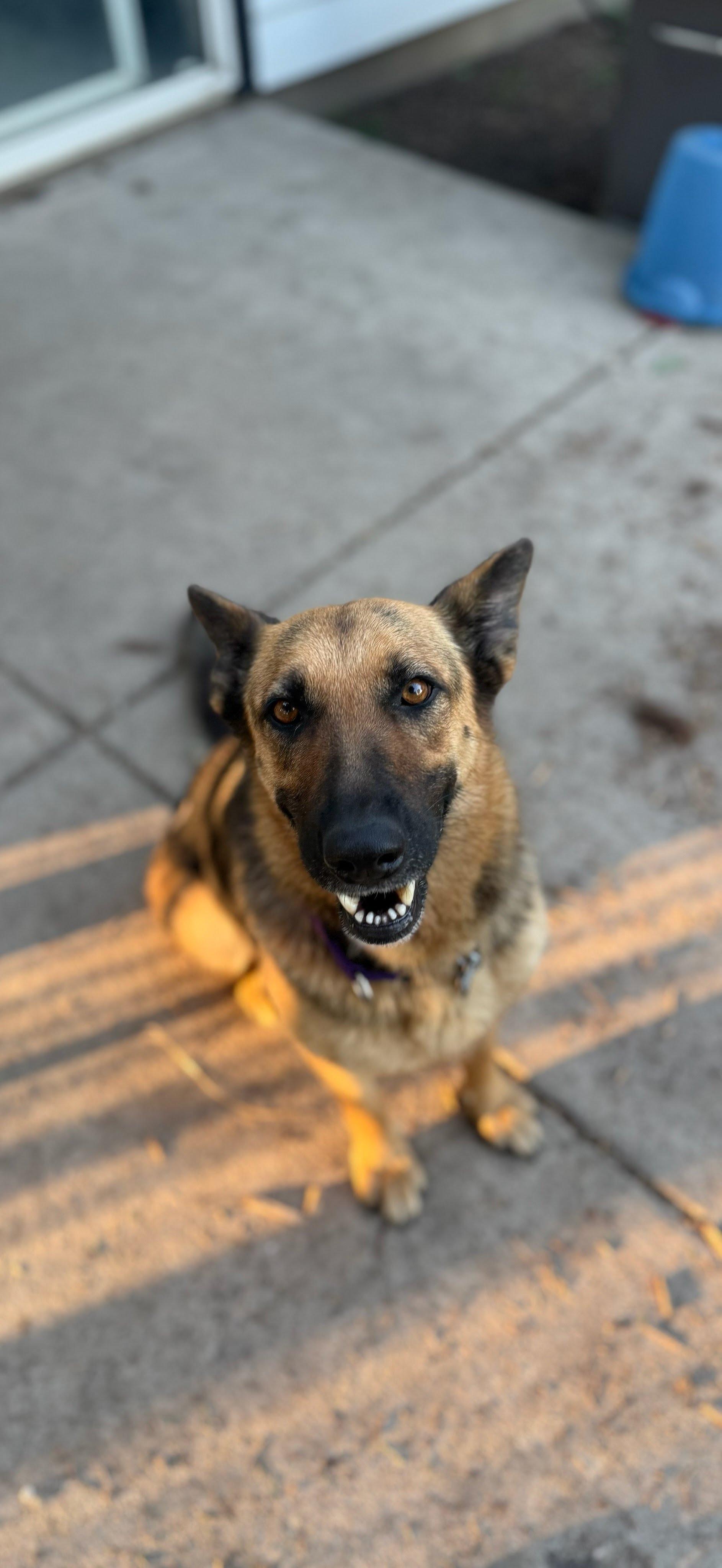 Enlarge Gorgina, an adopted German Shepherd Dog in Oswego, IL image 5/5