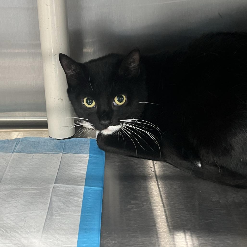 Bella, Adoptable, Young Female Domestic Medium Hair.