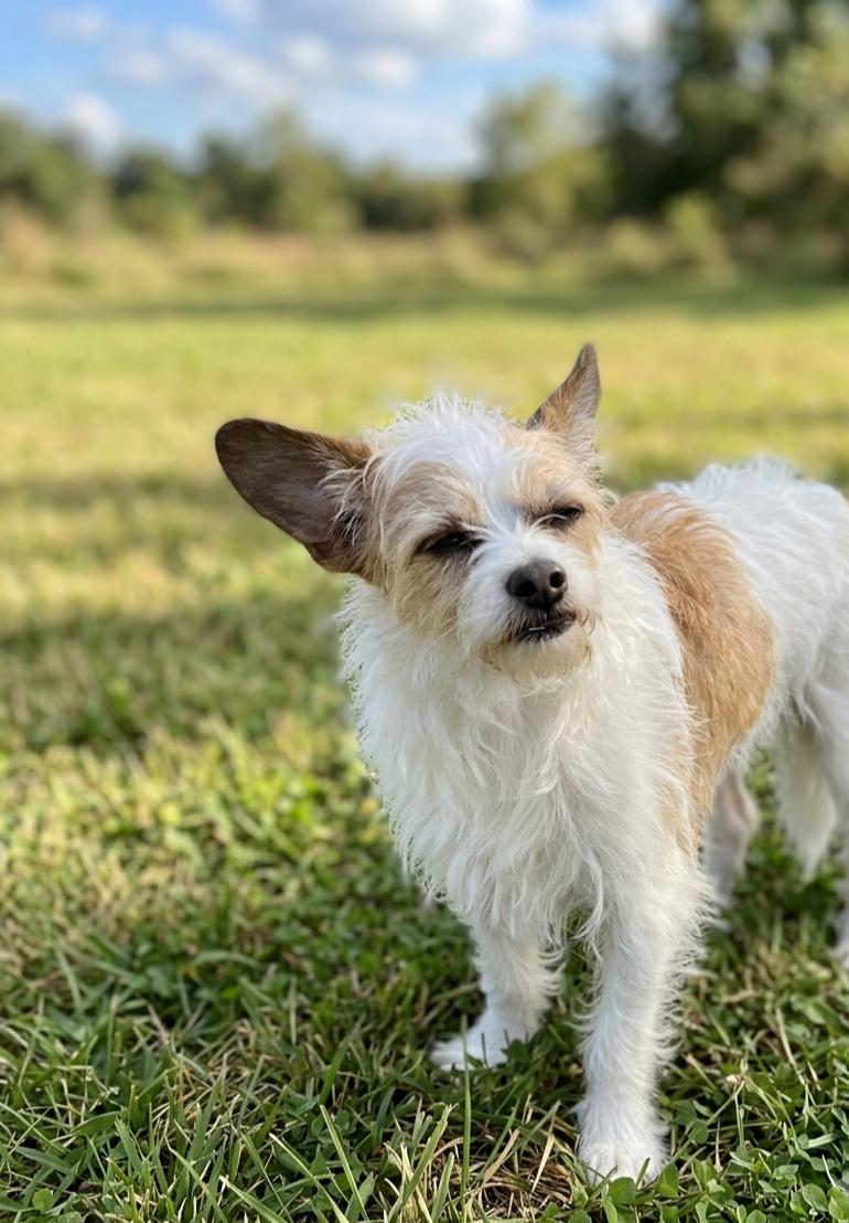 Moebly 5279, adopted, Young Male Terrier.