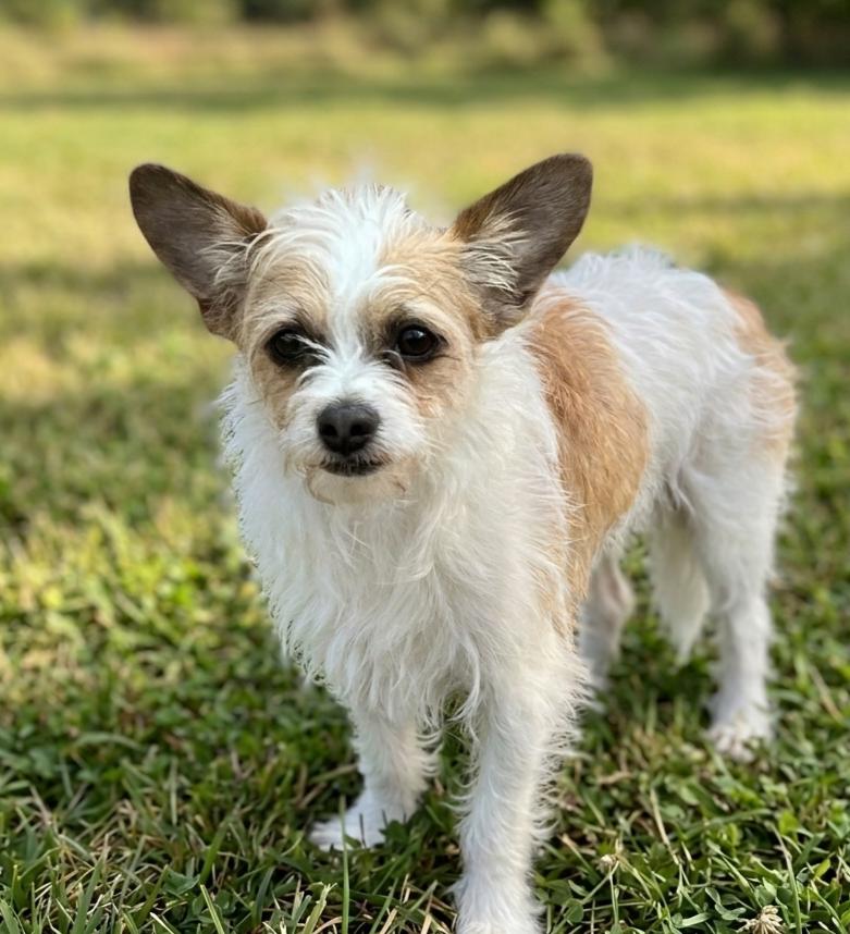 Moebly 5279, an adopted mixed breed in Boca Raton, FL image 2/2