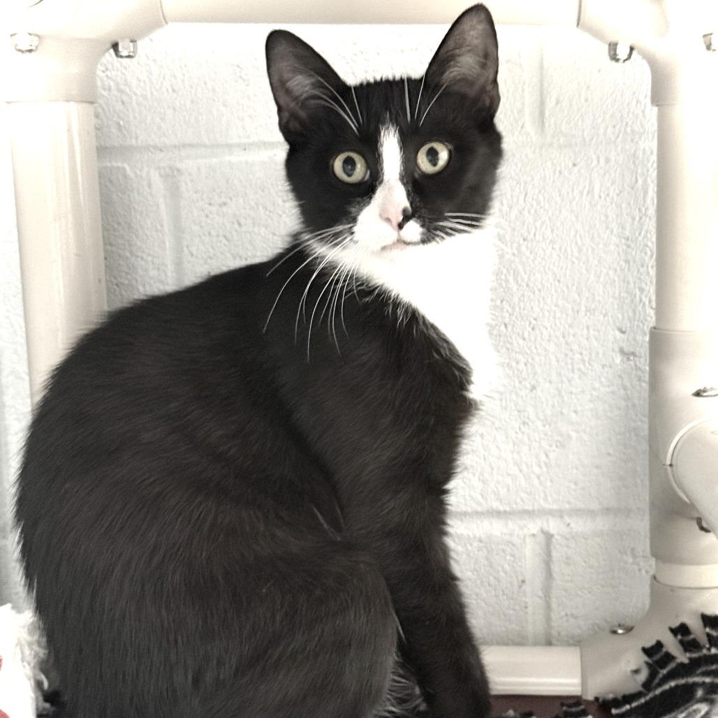 Nori, Adoptable, Kitten Female Domestic Short Hair.