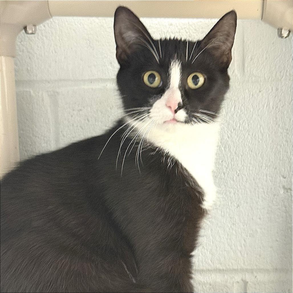 Enlarge Nori, a Adoptable Domestic Short Hair in Marshall, VA image 2/5
