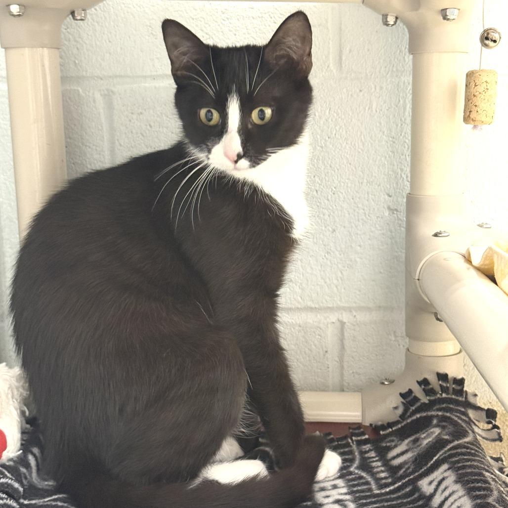 Enlarge Nori, a Adoptable Domestic Short Hair in Marshall, VA image 3/5