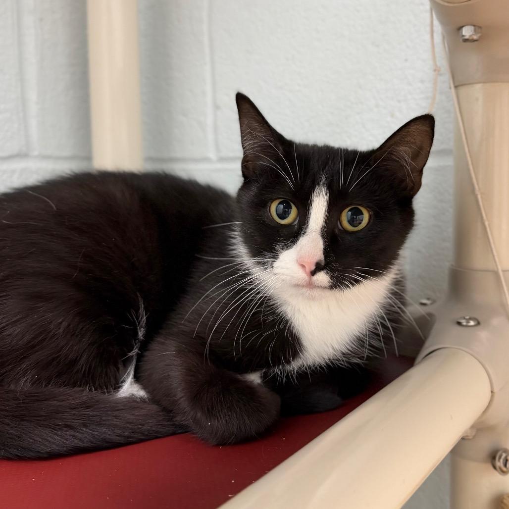 Enlarge Nori, a Adoptable Domestic Short Hair in Marshall, VA image 4/5