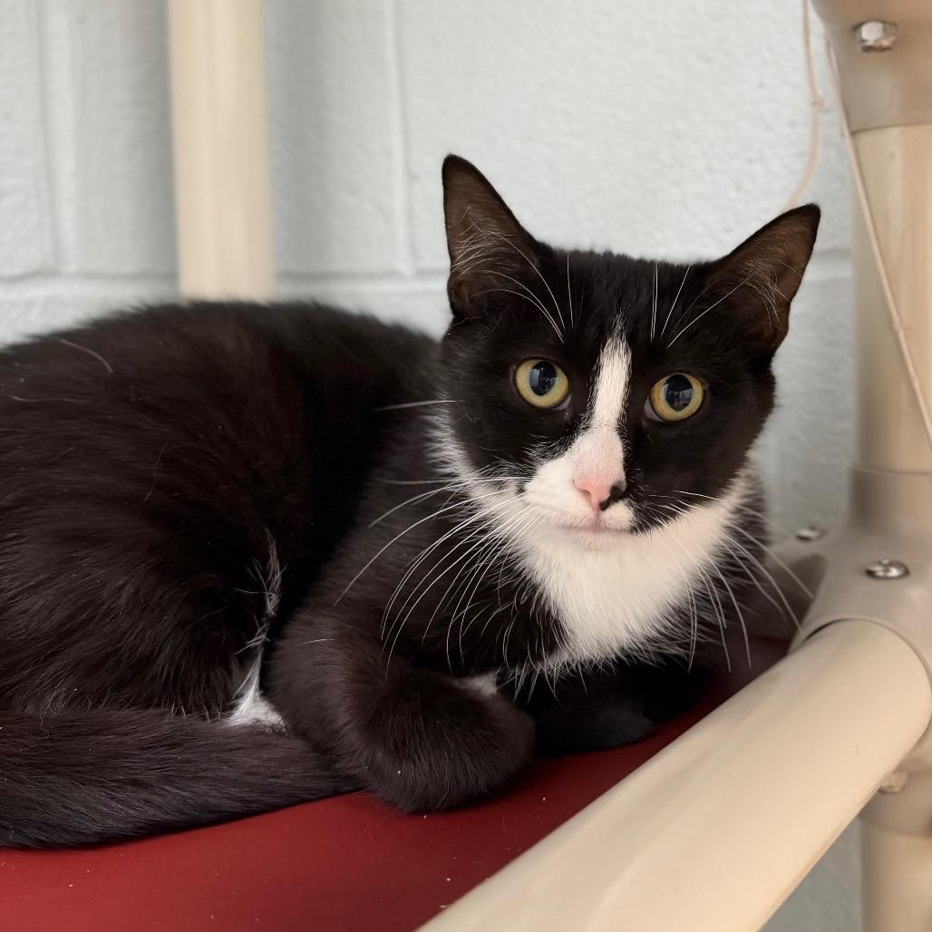 Enlarge Nori, a Adoptable Domestic Short Hair in Marshall, VA image 5/5