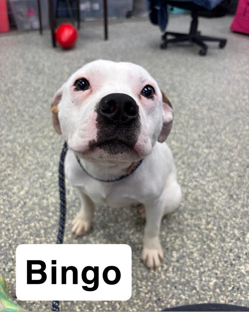 Enlarge Bingo, a Adoptable mixed breed in Liverpool, NY image 1/2