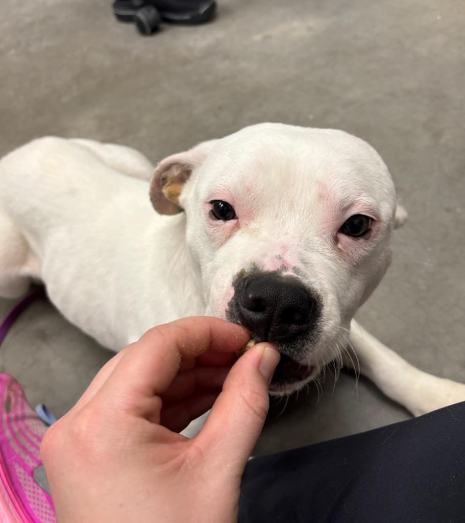 Enlarge Bingo, a Adoptable mixed breed in Liverpool, NY image 2/2