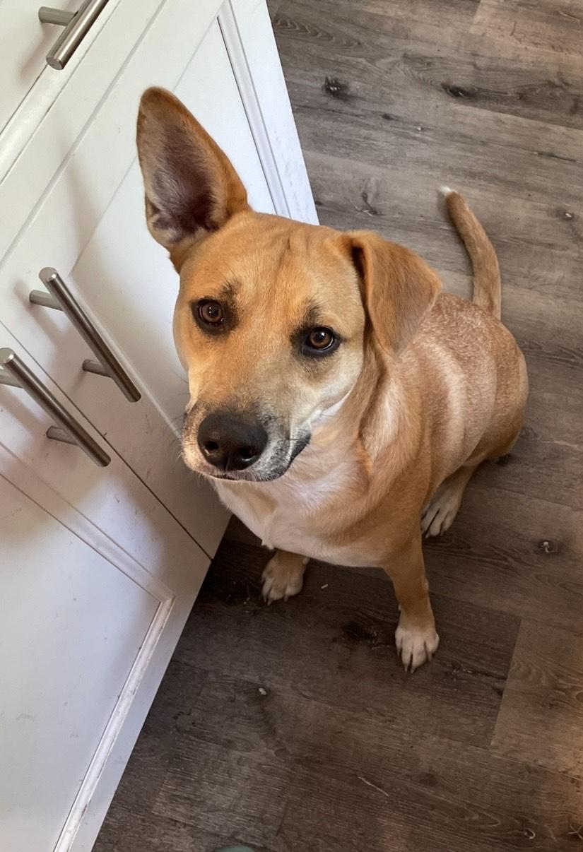 Enlarge Charlie, a Adoptable Mixed Breed in Wantagh, NY image 1/6