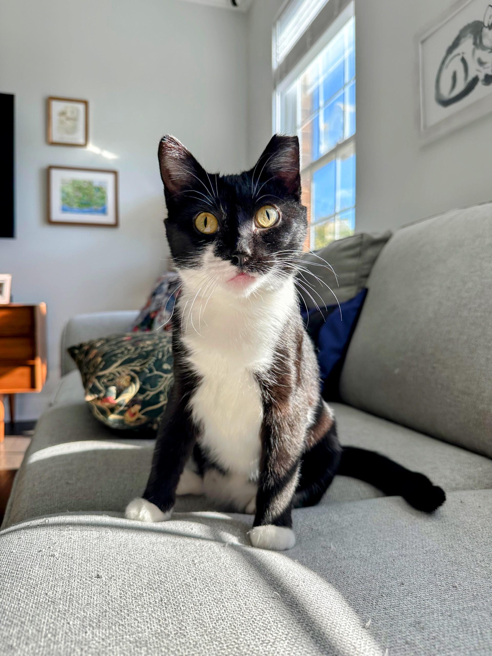 Cola, Adoptable, Young Female Domestic Short Hair.