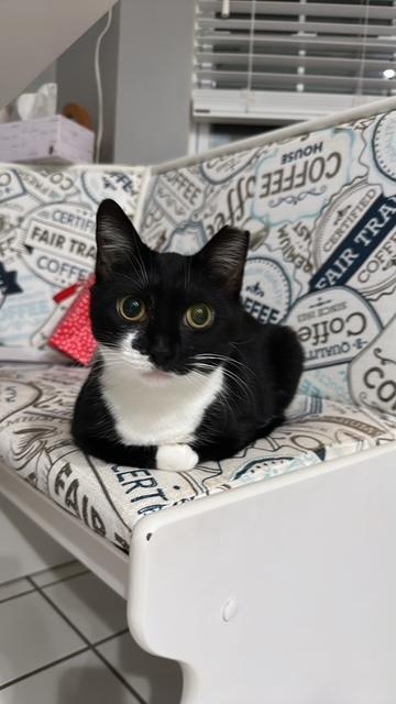 Enlarge Cola, a Adoptable Domestic Short Hair in Leesburg, VA image 5/6