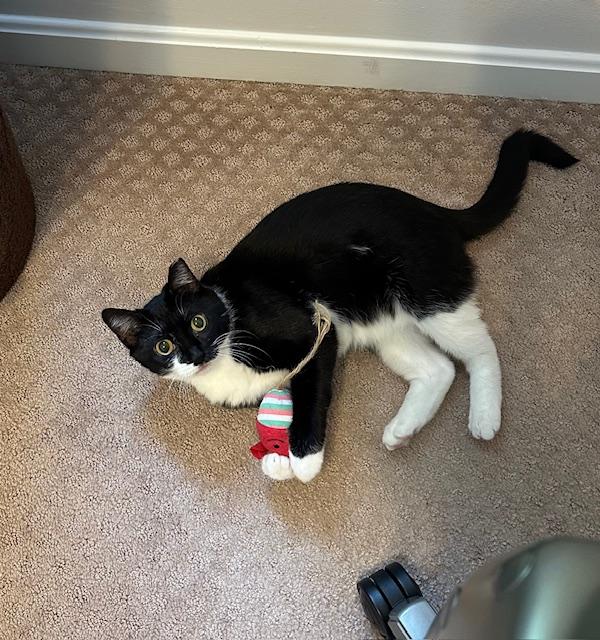 Enlarge Cola, a Adoptable Domestic Short Hair in Leesburg, VA image 4/6