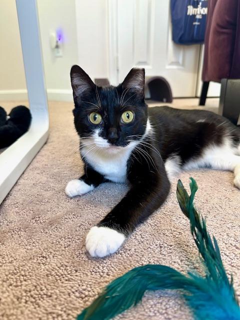 Enlarge Cola, a Adoptable Domestic Short Hair in Leesburg, VA image 1/6