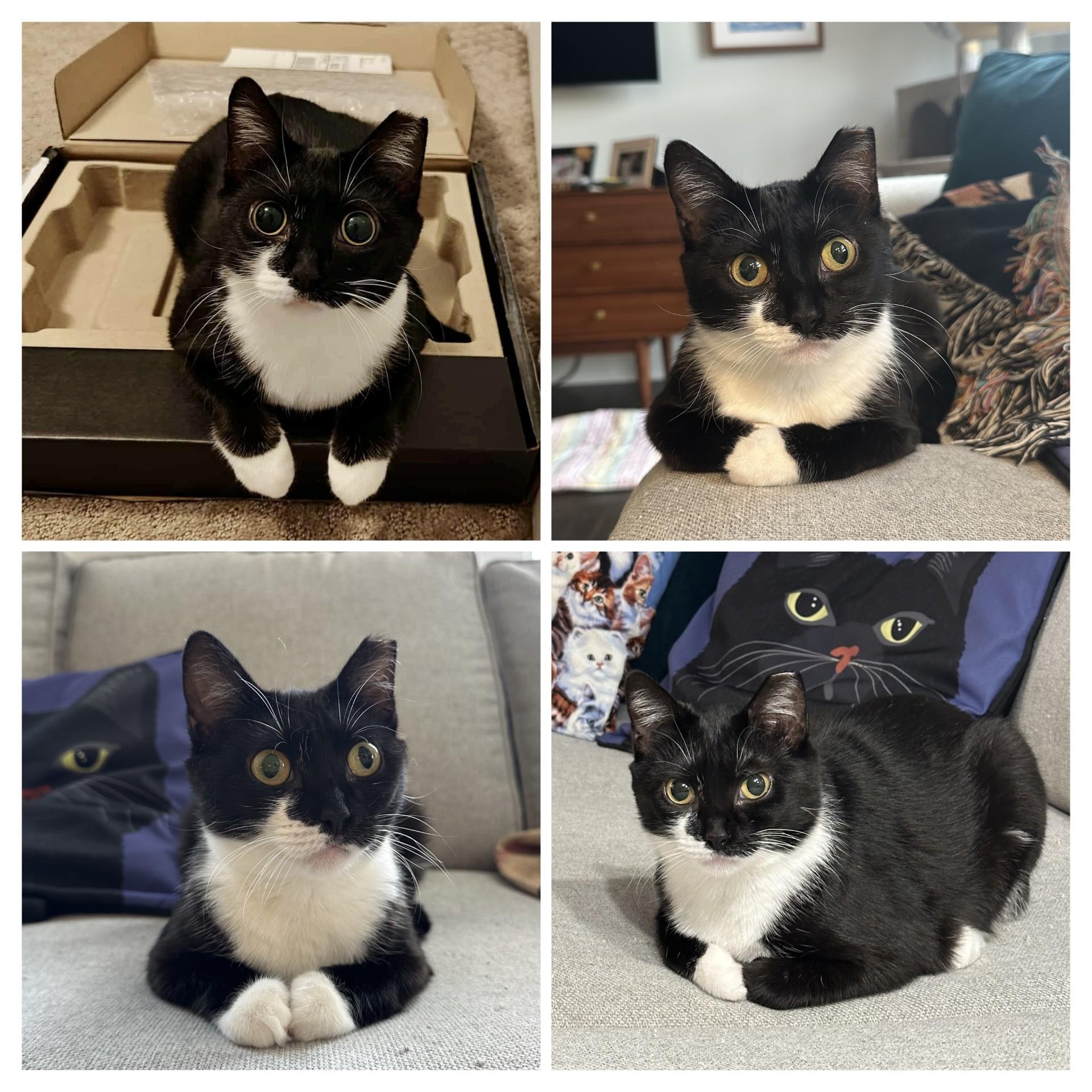 Enlarge Cola, a Adoptable Domestic Short Hair in Leesburg, VA image 4/5