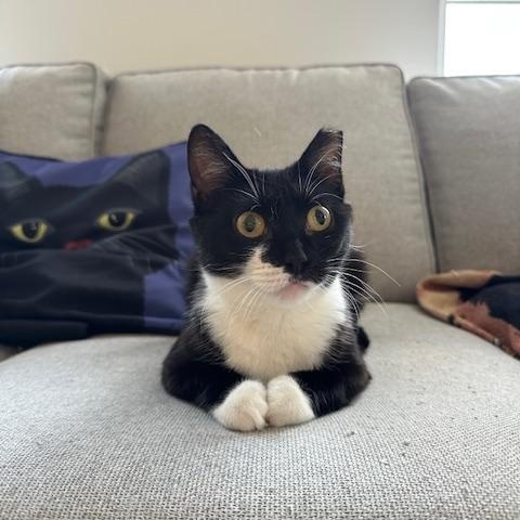 Enlarge Cola, a Adoptable Domestic Short Hair in Leesburg, VA image 2/6