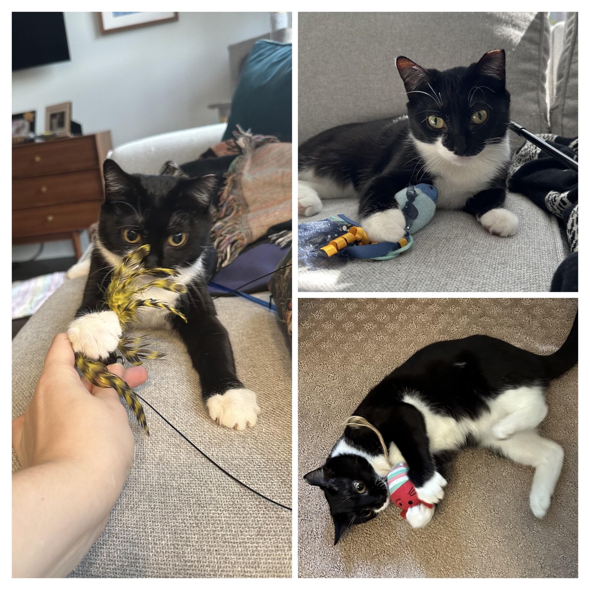 Enlarge Cola, a Adoptable Domestic Short Hair in Leesburg, VA image 5/5