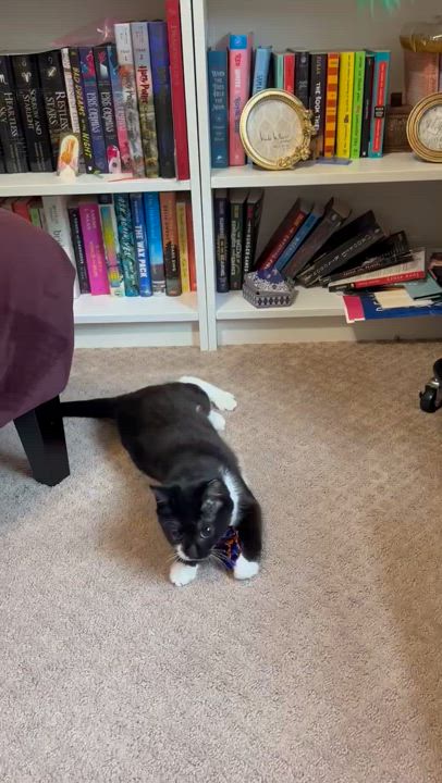 Enlarge Cola, a Adoptable Domestic Short Hair in Leesburg, VA video 2/5