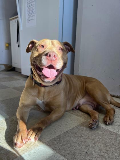 Polly, Adoptable, Adult Female English Bulldog & Mixed Breed.