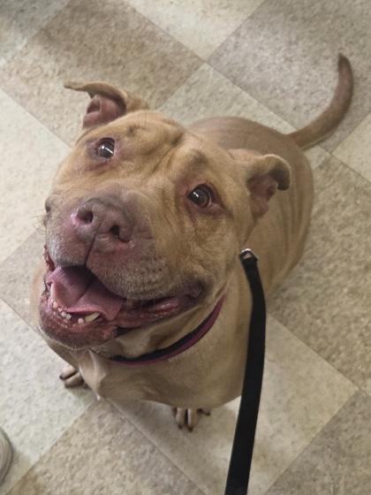 Polly, a Adoptable mixed breed in Erin, ON image 3/3