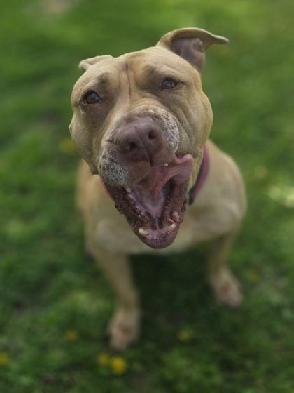 Polly, a Adoptable mixed breed in Erin, ON image 3/3