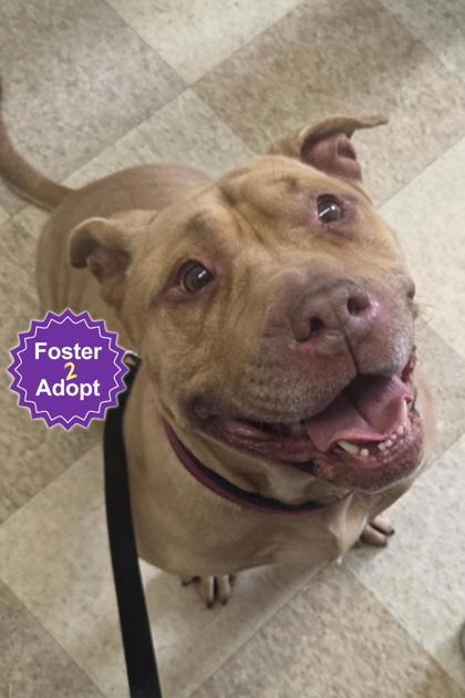 Polly, a Adoptable mixed breed in Erin, ON image 1/3