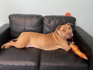 Polly, a Adoptable mixed breed in Erin, ON image 2/3