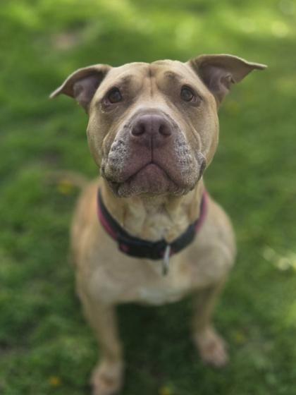 Polly, a Adoptable mixed breed in Erin, ON image 2/3