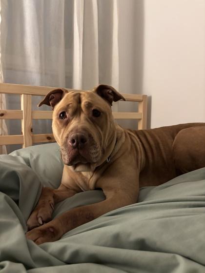 Polly, Adoptable, Adult Female English Bulldog & Mixed Breed.