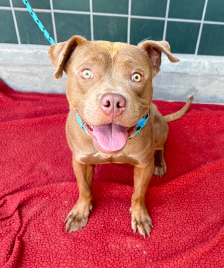 Zeke, ADOPTABLE, Adult Male Pit Bull Terrier.