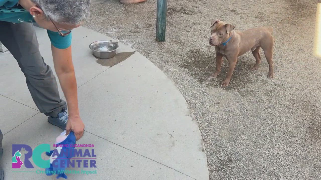 Enlarge Zeke, a ADOPTABLE Pit Bull Terrier in San Diego, CA video 4/5