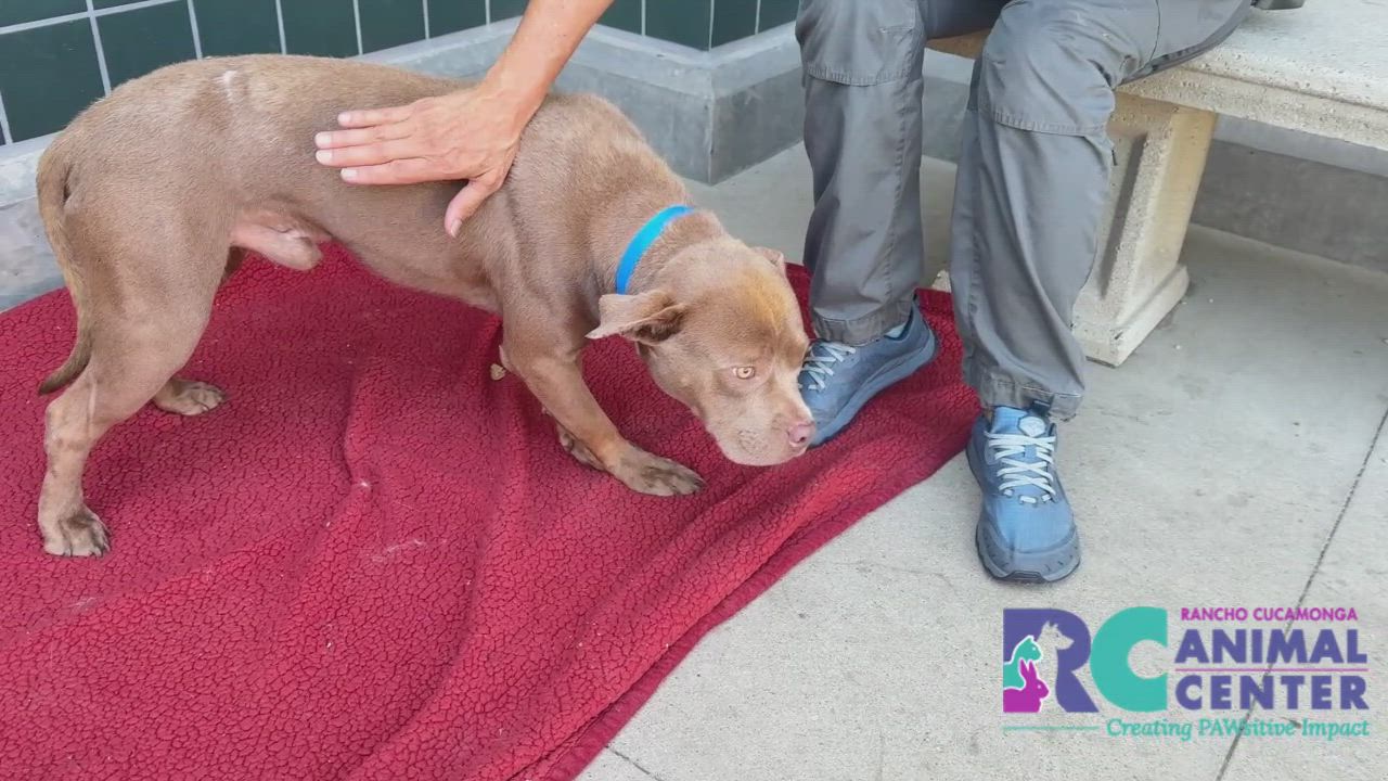 Enlarge Zeke, a ADOPTABLE Pit Bull Terrier in San Diego, CA video 5/5