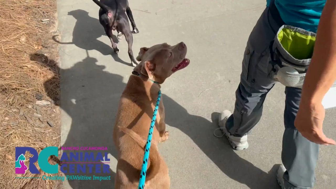 Enlarge Zeke, a ADOPTABLE Pit Bull Terrier in San Diego, CA video 3/5