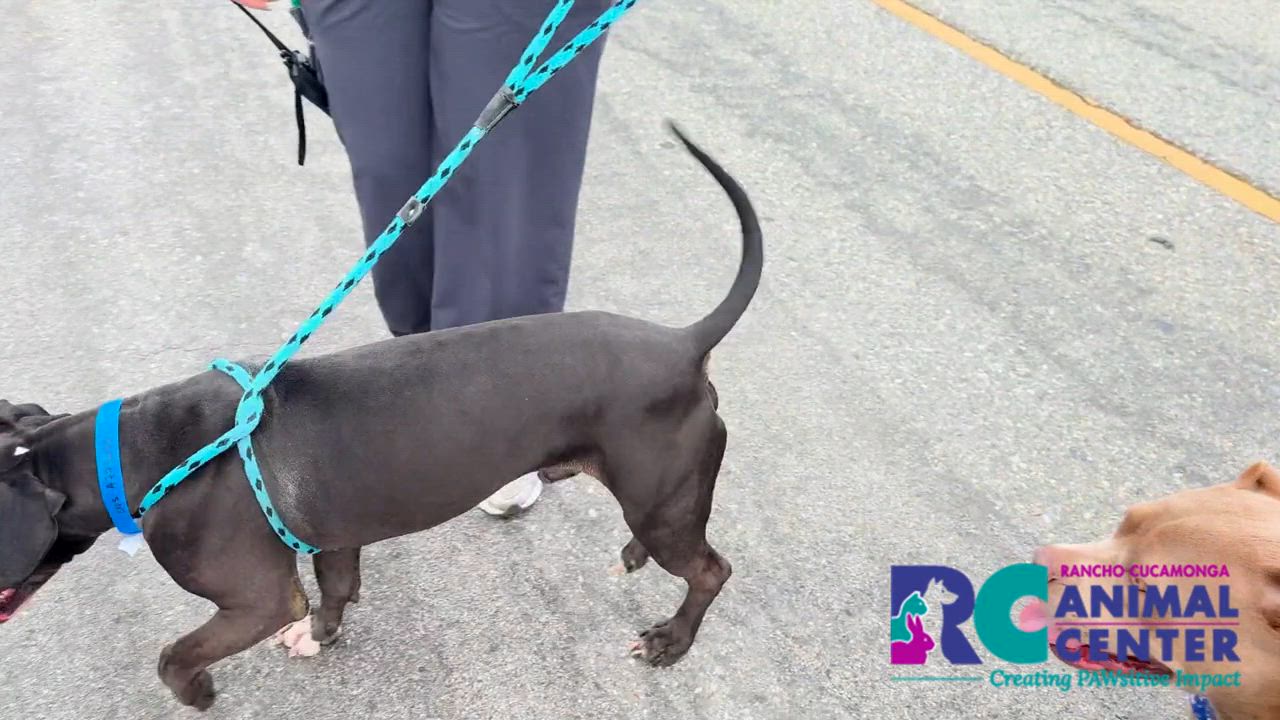 Enlarge Zeke, a ADOPTABLE Pit Bull Terrier in San Diego, CA video 2/5