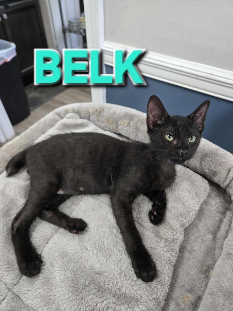 Belk (Mt. Berry 2), Adoptable, Young Male Domestic Short Hair.