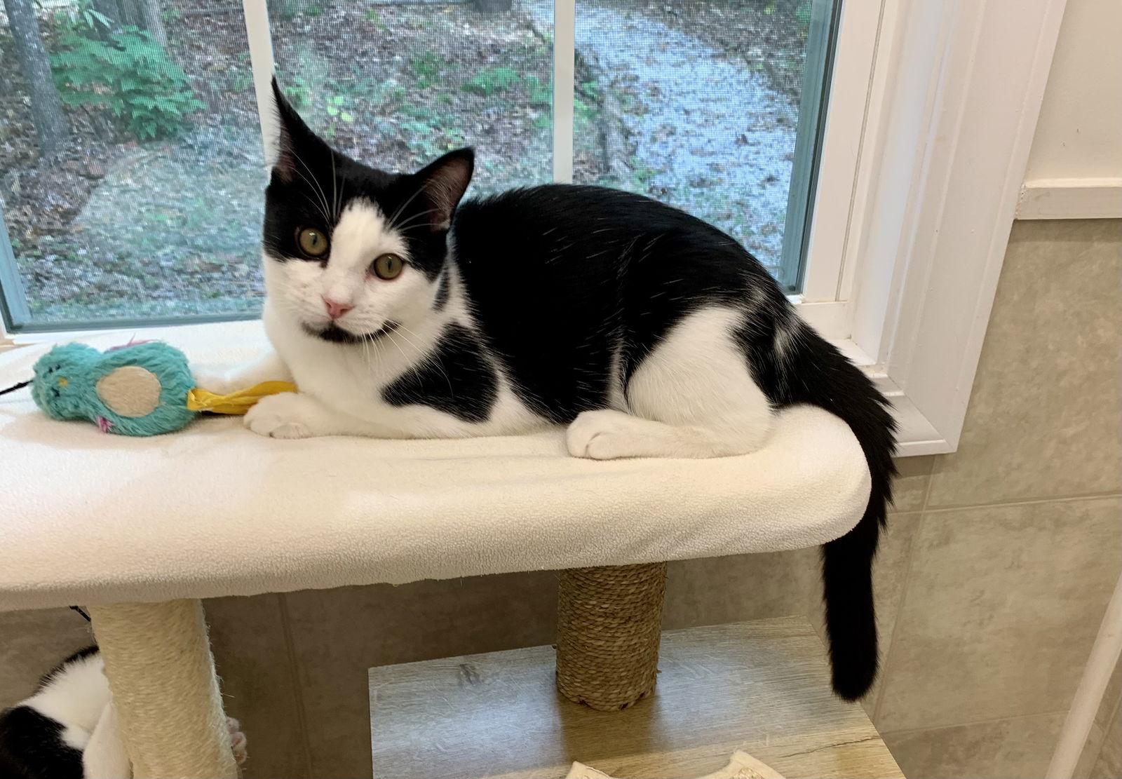 Ira, Adoptable, Young Male Domestic Short Hair & Tuxedo.