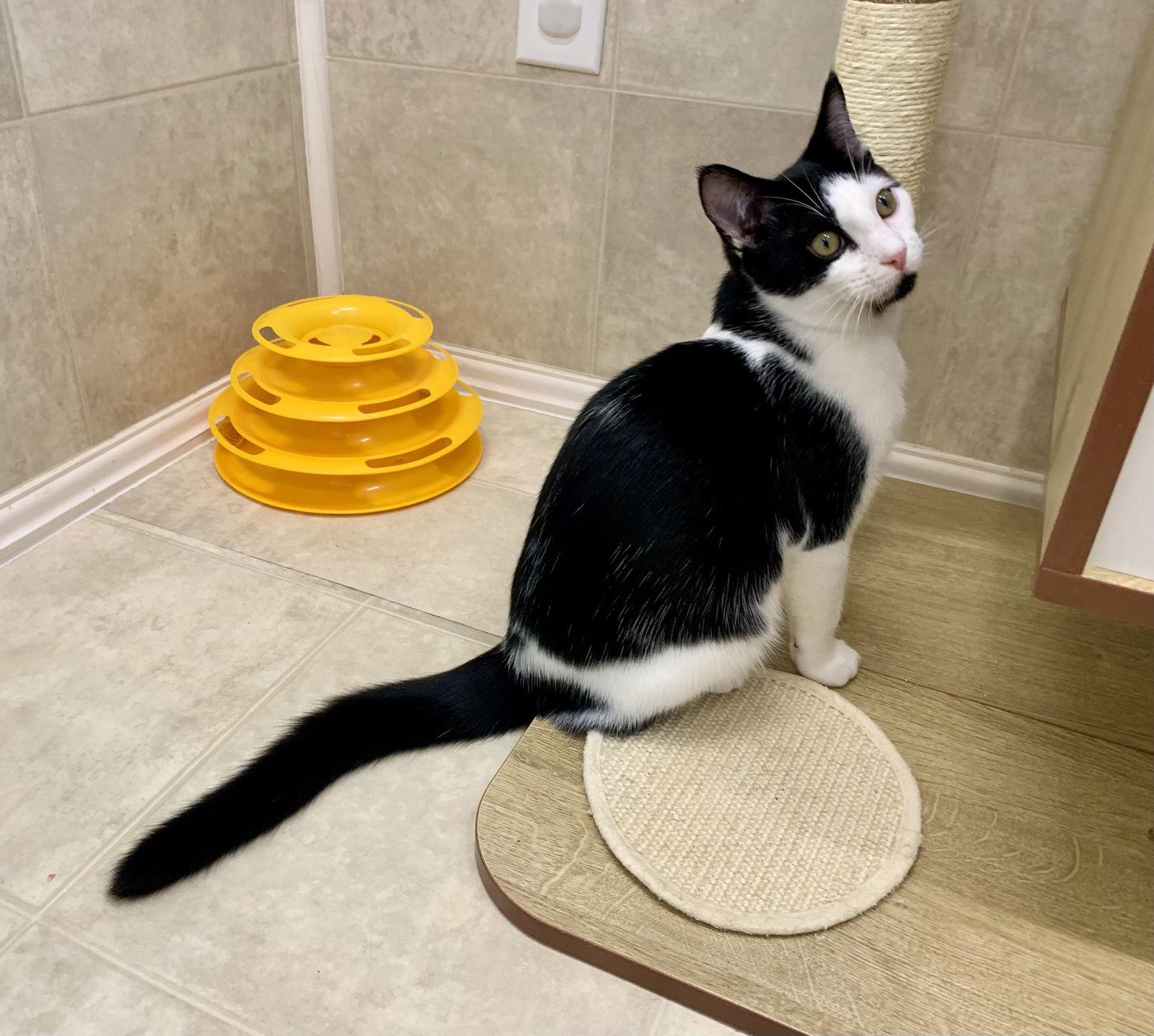 Ira, a Adoptable mixed breed in Mc Cormick, SC image 3/3