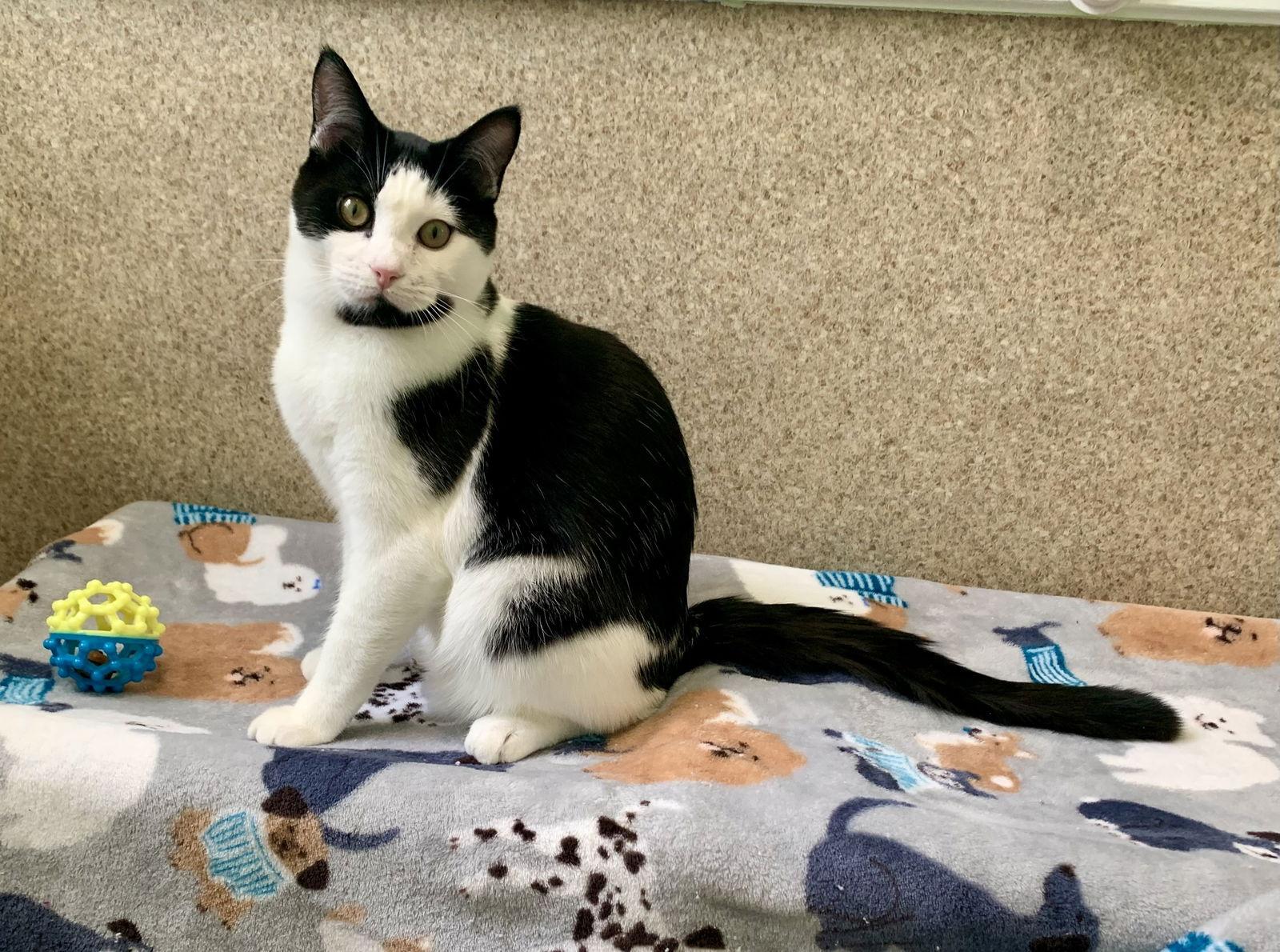 Ira, Adoptable, Young Male Domestic Short Hair & Tuxedo.