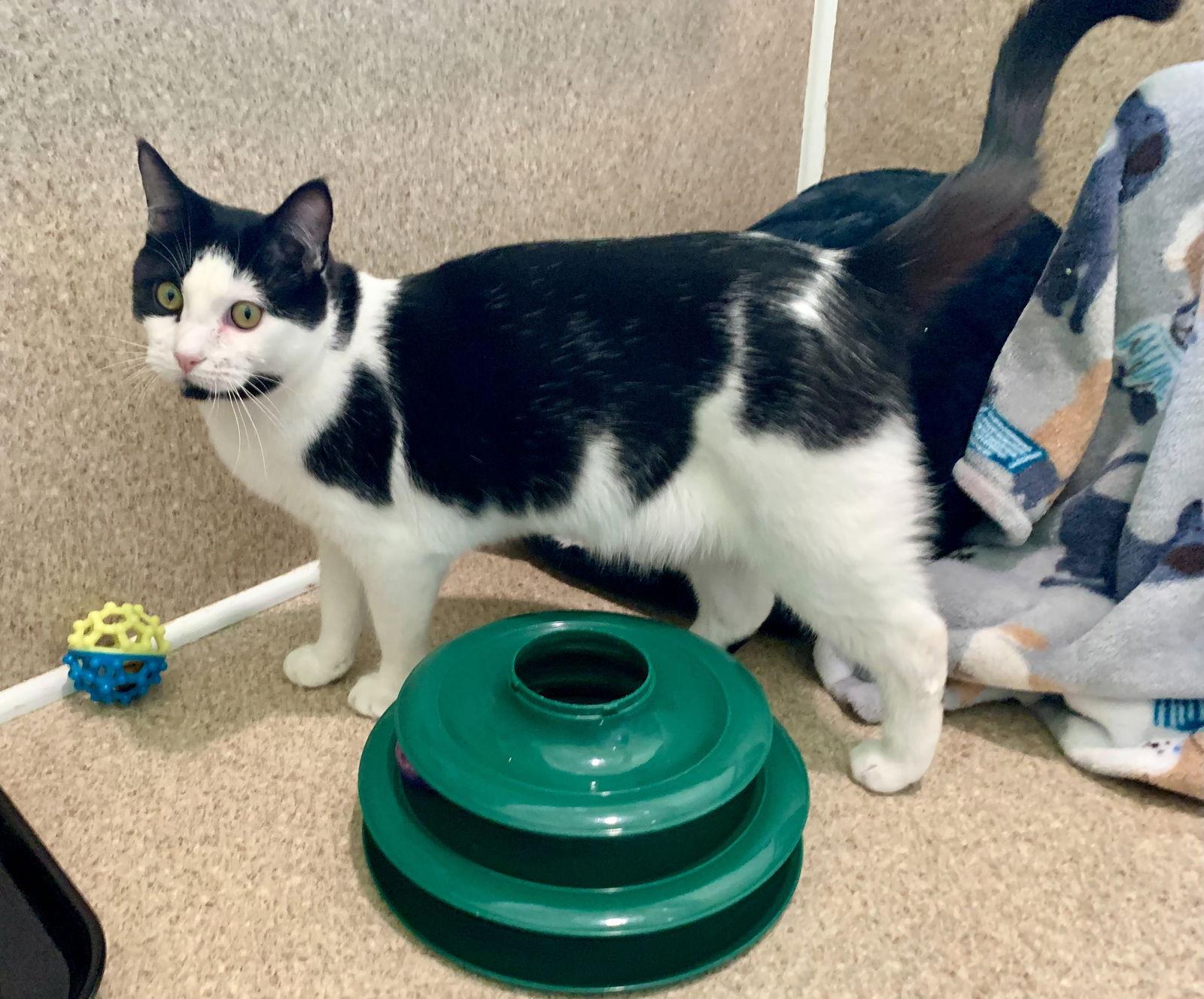 Enlarge Ira, a Adoptable mixed breed in Mc Cormick, SC image 2/3