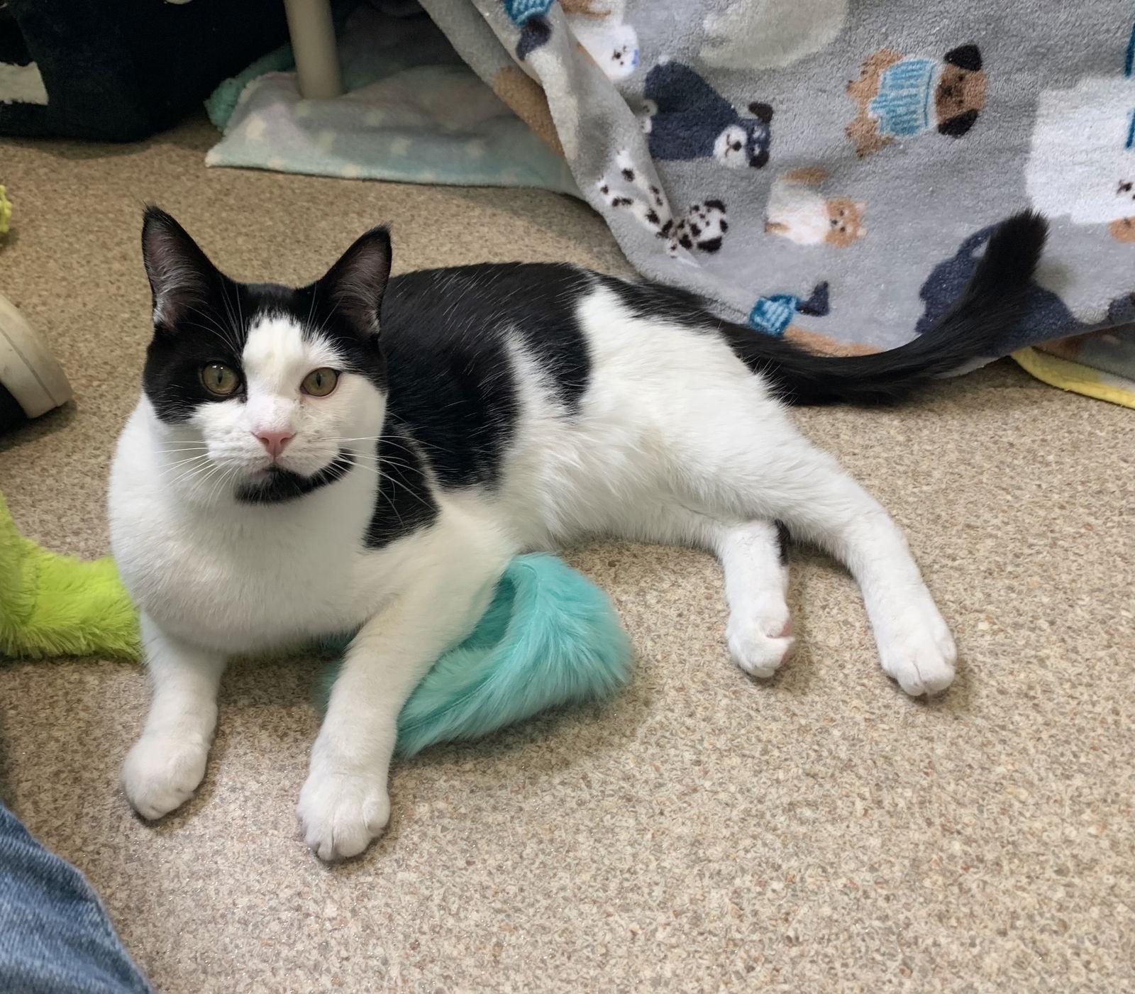 Enlarge Ira, a Adoptable mixed breed in Mc Cormick, SC image 3/3