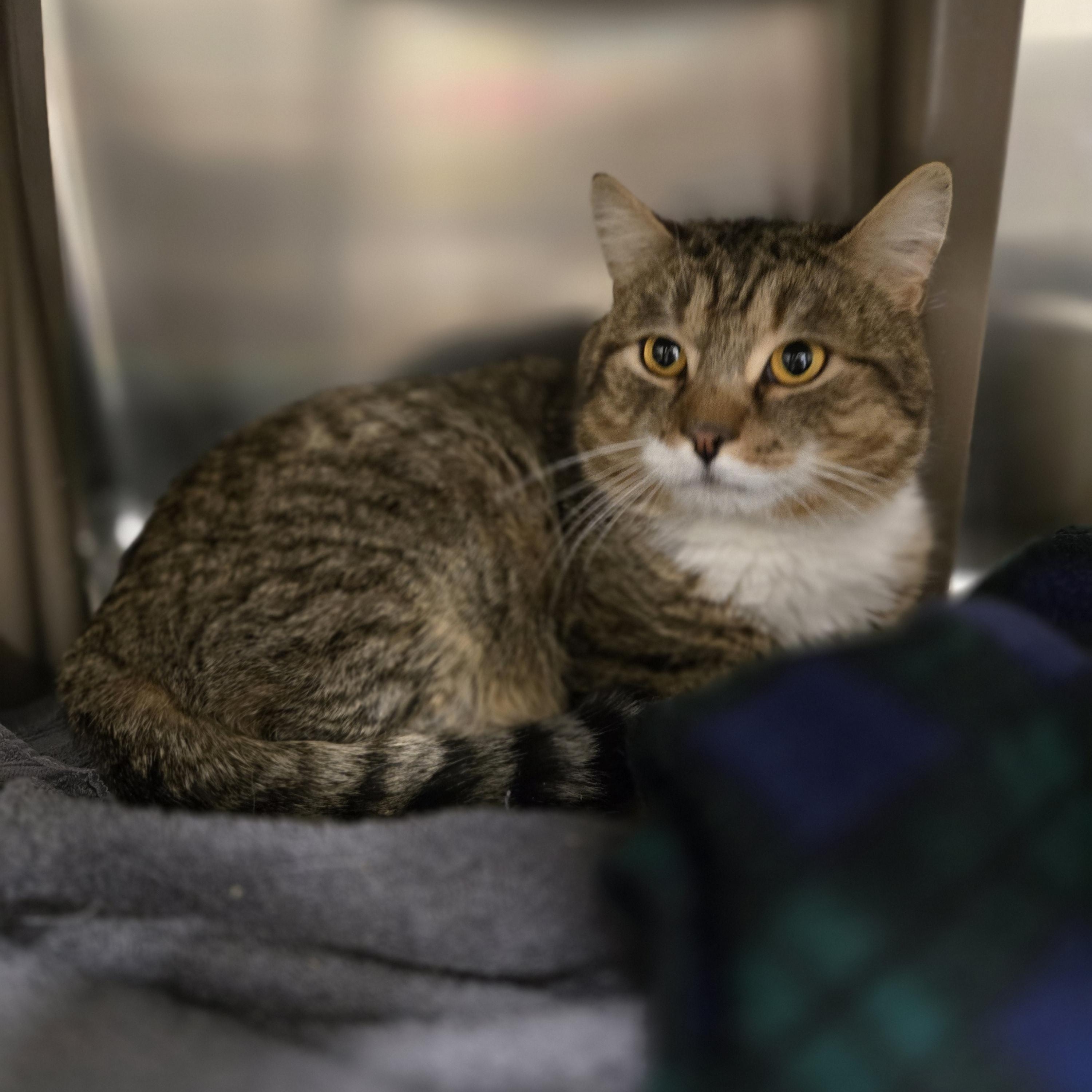 Enlarge Harold, a ADOPTABLE Domestic Short Hair in Paris, ME image 5/5