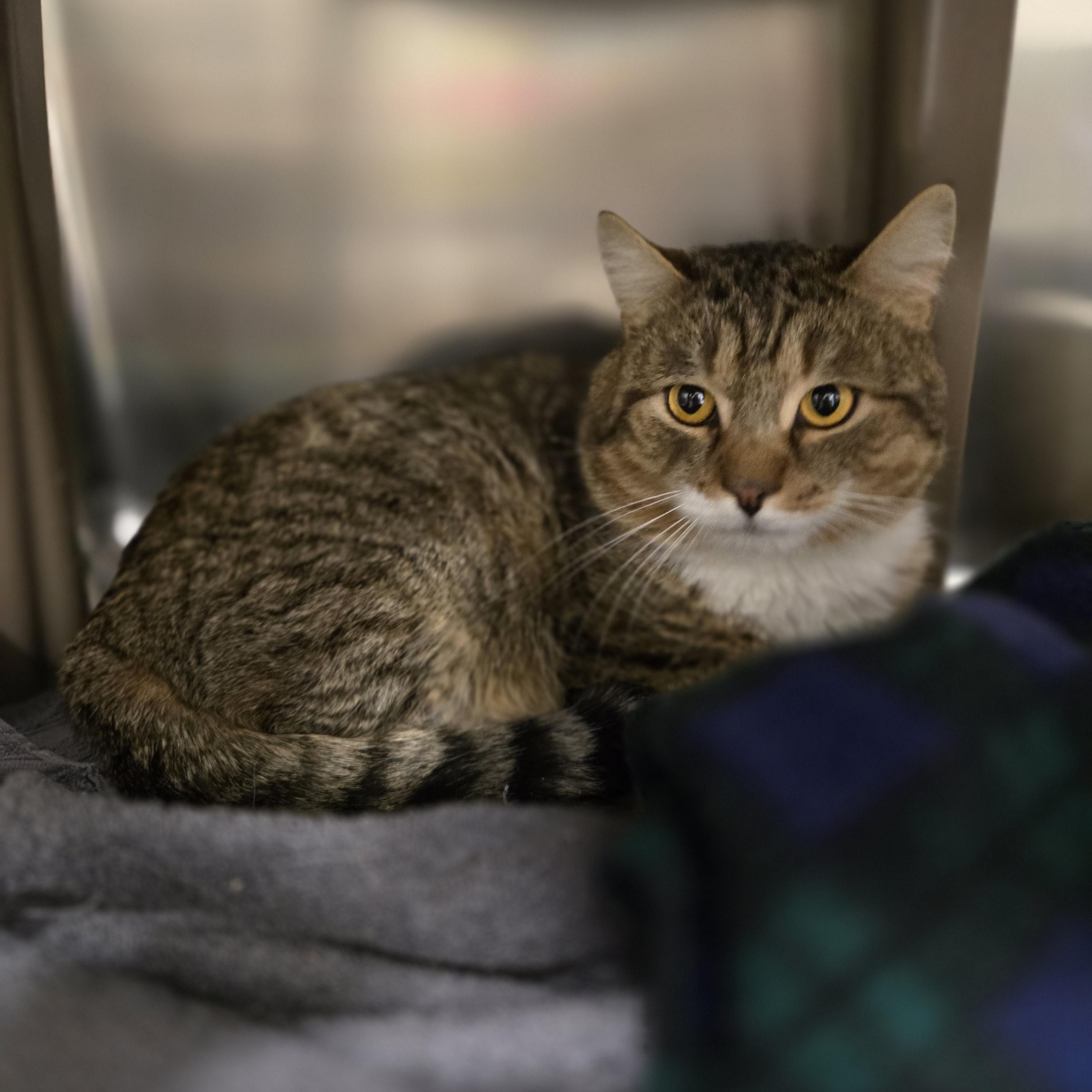 Enlarge Harold, a ADOPTABLE Domestic Short Hair in Paris, ME image 3/5